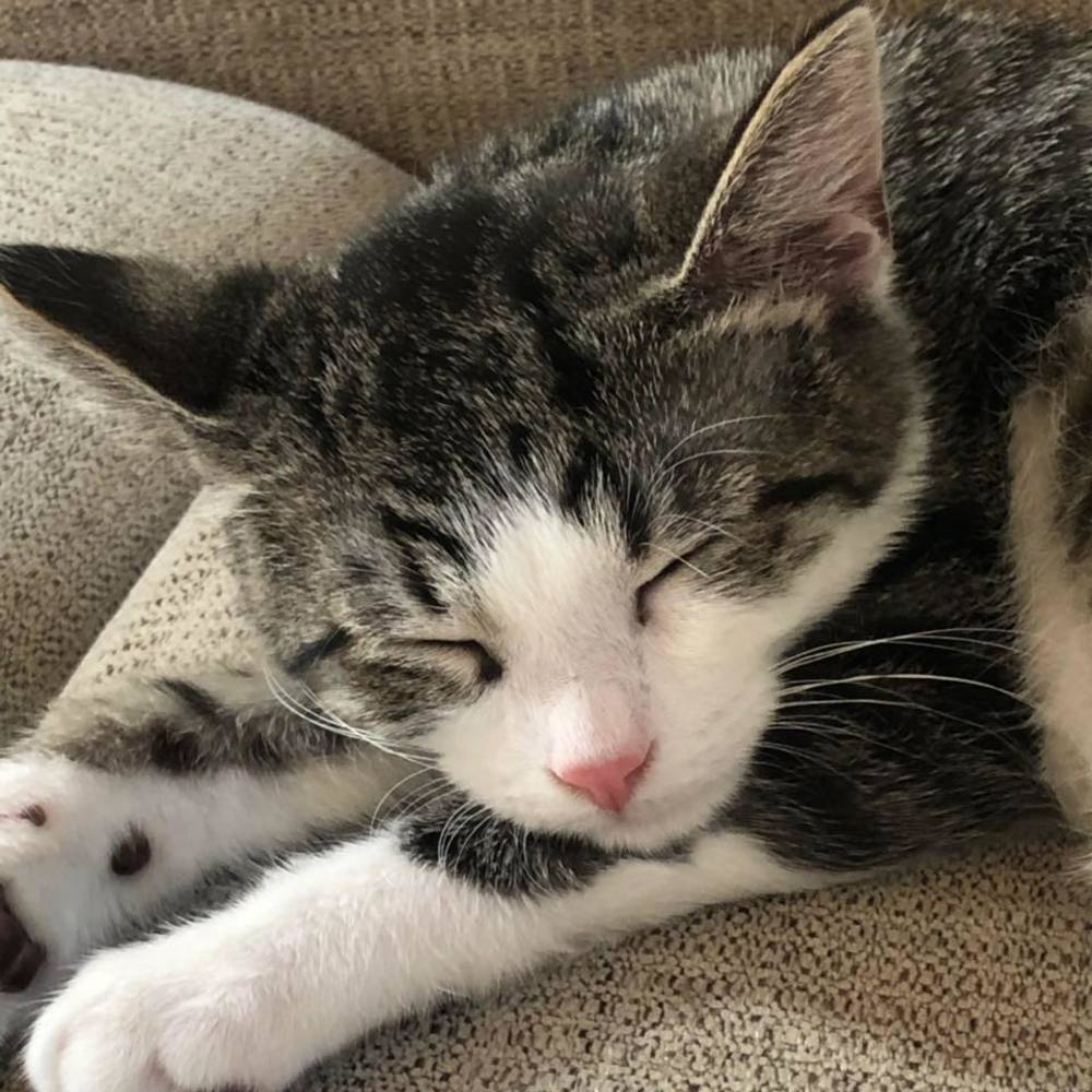 Meet your Posher, Susan